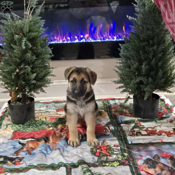 Rapunzel, German Shepherd Puppy